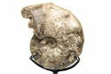 Cretaceous Ammonite (Mammites) Fossil with Metal Stand - Morocco #217434-2